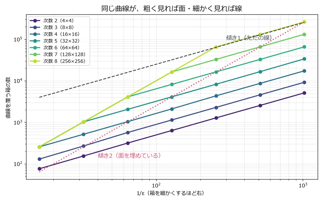 両対数グラフ。横軸が1/ε、縦軸が曲線を覆う箱の数。次数2から8までの7本の線が描かれ、どの線も右側(細かい箱)では傾き1の破線に沿い、左側(粗い箱)では傾き2の点線に沿う。次数が上がるほど、傾き1に折れる位置が右へ移動する